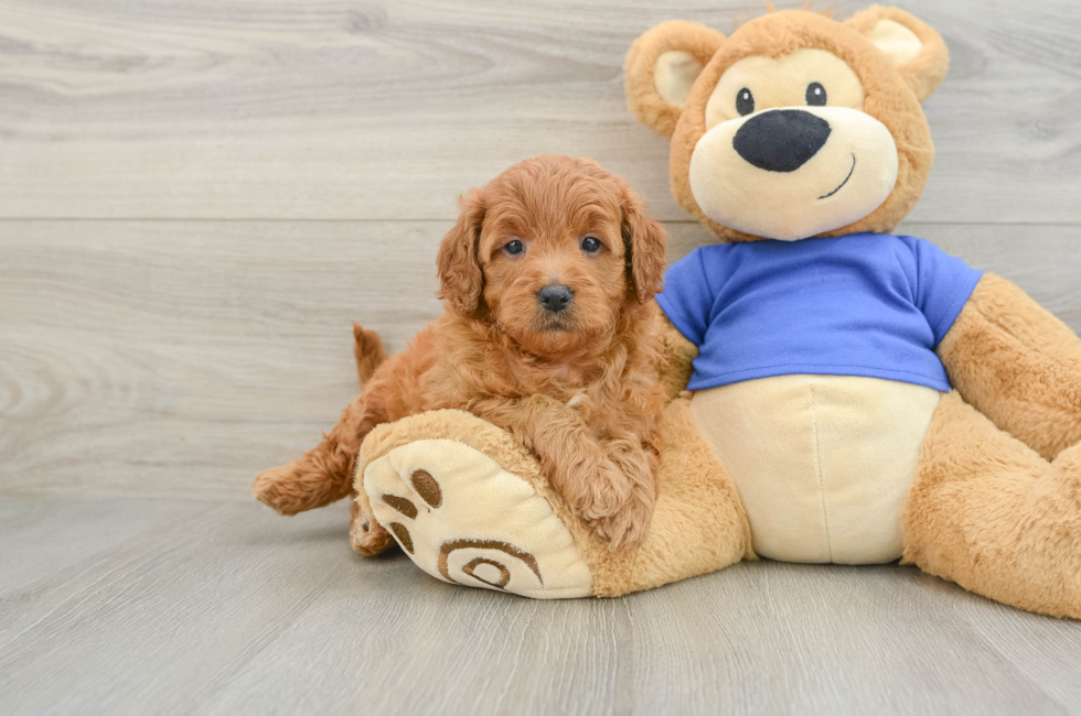 6 week old Mini Goldendoodle Puppy For Sale - Puppy Love PR