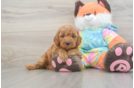 Friendly Mini Goldendoodle Baby