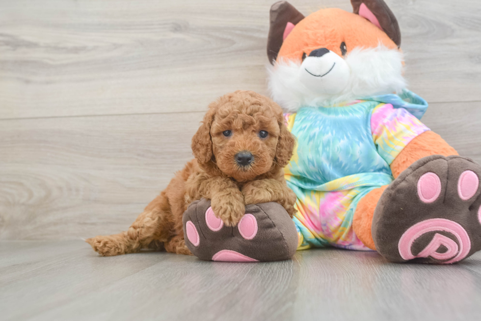 Friendly Mini Goldendoodle Baby