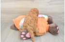 Mini Goldendoodle Puppy for Adoption