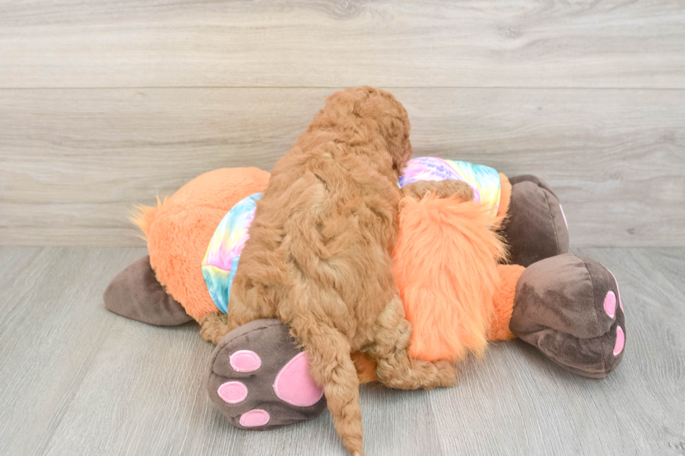 Mini Goldendoodle Puppy for Adoption