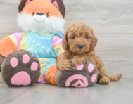7 week old Mini Goldendoodle Puppy For Sale - Puppy Love PR