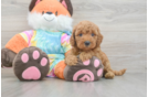 Petite Mini Goldendoodle Poodle Mix Pup