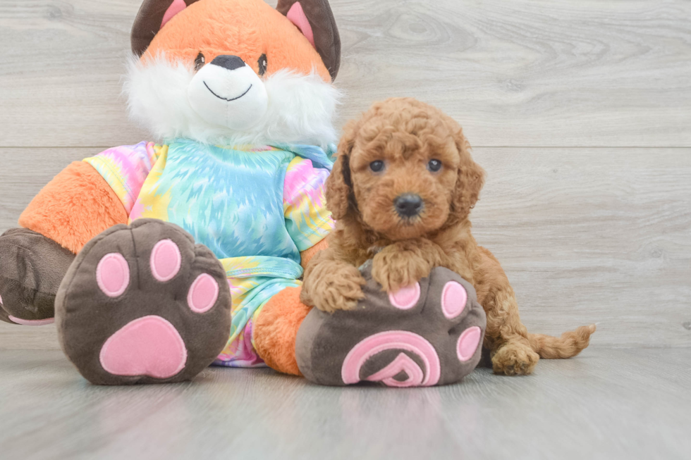 Petite Mini Goldendoodle Poodle Mix Pup