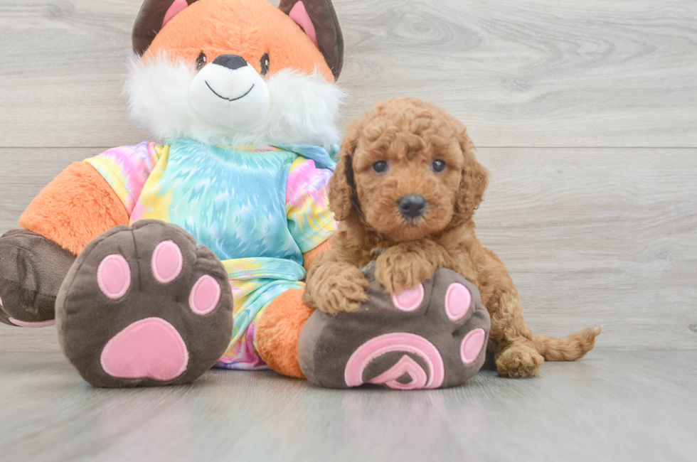 5 week old Mini Goldendoodle Puppy For Sale - Puppy Love PR