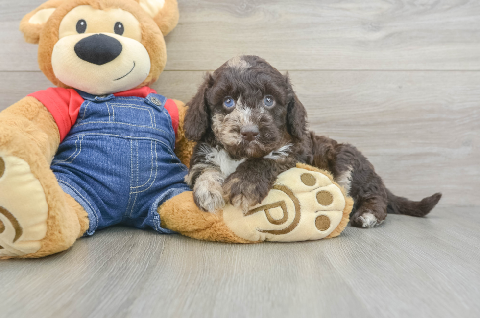 6 week old Mini Goldendoodle Puppy For Sale - Puppy Love PR