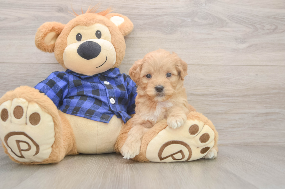 5 week old Mini Goldendoodle Puppy For Sale - Puppy Love PR