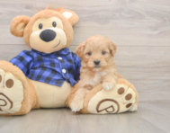 7 week old Mini Goldendoodle Puppy For Sale - Puppy Love PR 7 week old Mini Goldendoodle Puppy For Sale - Puppy Love PR