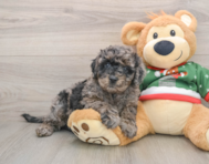 7 week old Mini Goldendoodle Puppy For Sale - Puppy Love PR