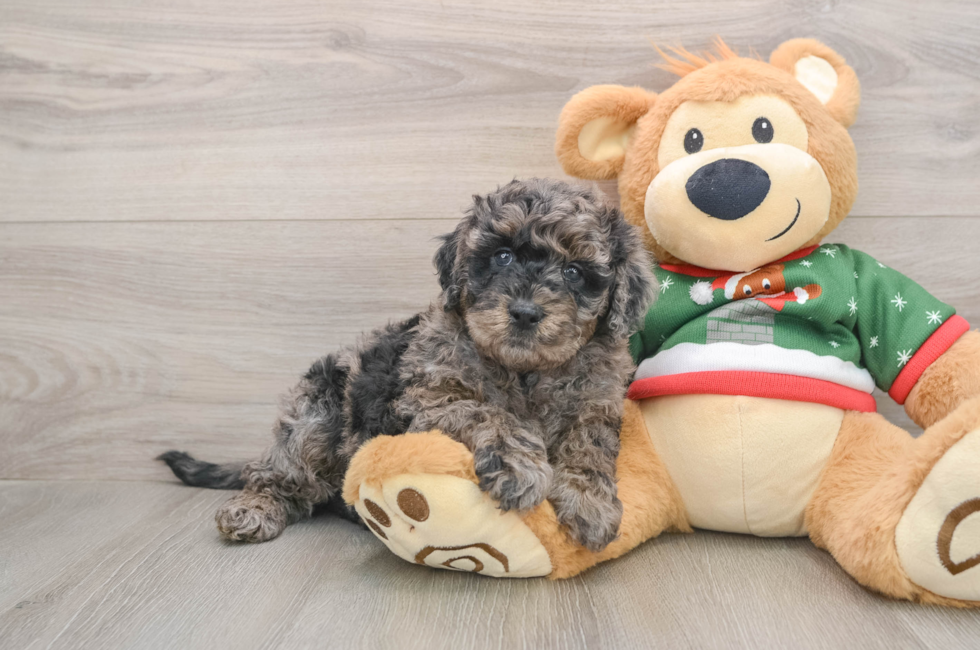 5 week old Mini Goldendoodle Puppy For Sale - Puppy Love PR