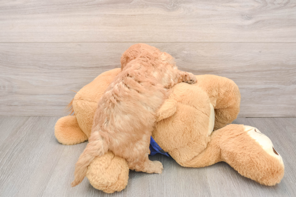 Sweet Mini Goldendoodle Baby