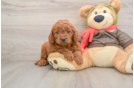 Little Mini Goldenpoo Poodle Mix Puppy