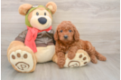 Mini Goldendoodle Pup Being Cute