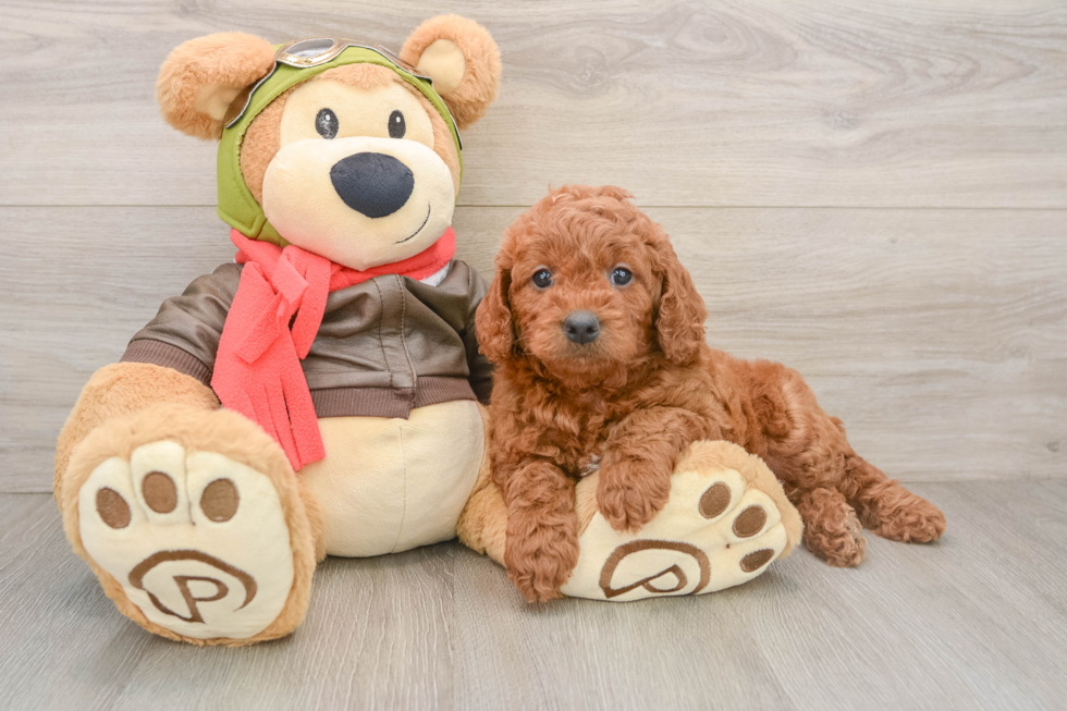 Mini Goldendoodle Pup Being Cute