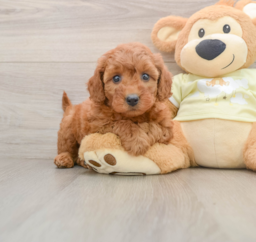 8 week old Mini Goldendoodle Puppy For Sale - Puppy Love PR