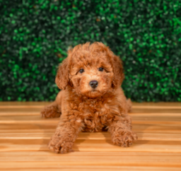 9 week old Mini Goldendoodle Puppy For Sale - Puppy Love PR