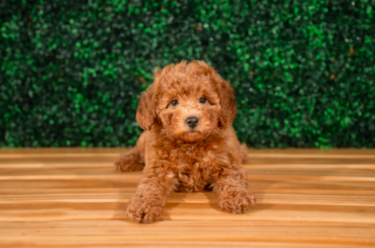 Cute Mini Groodle Poodle Mix Puppy