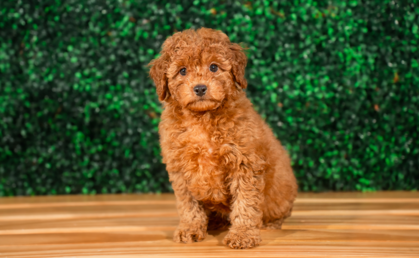 Cute Mini Goldendoodle Baby