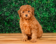 10 week old Mini Goldendoodle Puppy For Sale - Puppy Love PR