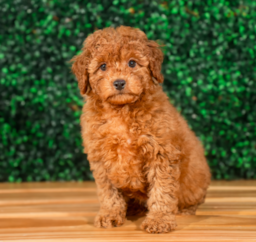 9 week old Mini Goldendoodle Puppy For Sale - Puppy Love PR