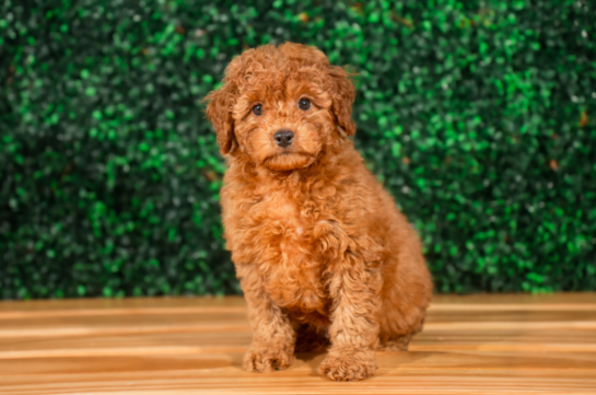 Cute Mini Groodle Poodle Mix Puppy