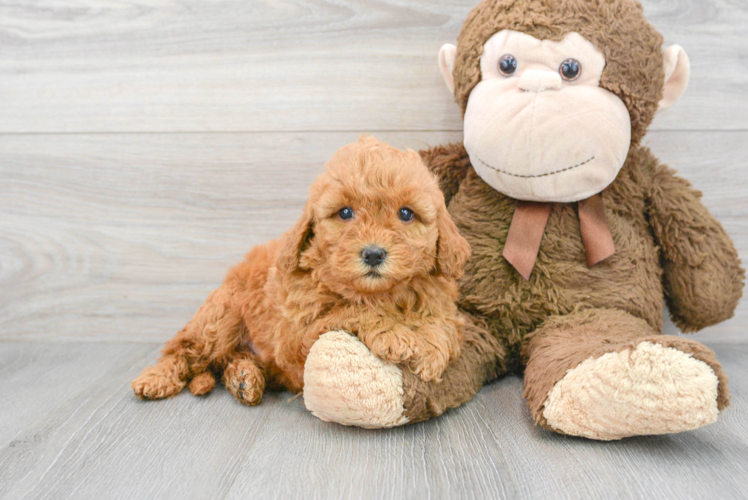 Meet Fiona - our Mini Goldendoodle Puppy Photo 1/3 - Puppy Love PR Mini Goldendoodle Puppy for Adoption
