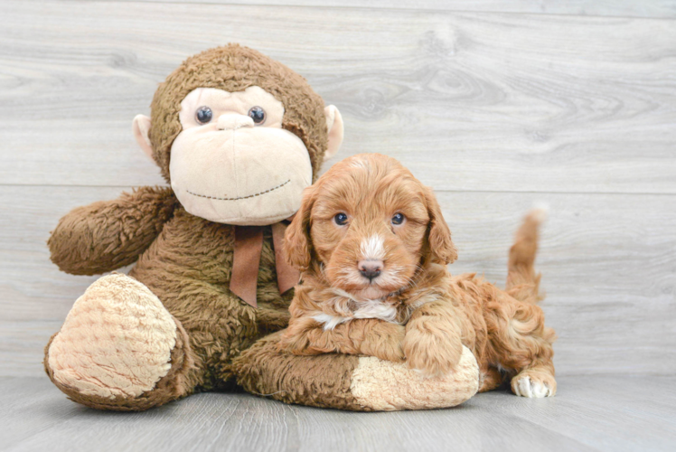 Mini Goldendoodle Pup Being Cute