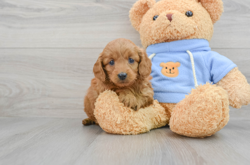8 week old Mini Goldendoodle Puppy For Sale - Puppy Love PR