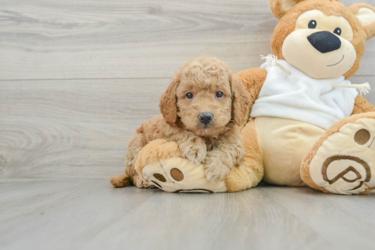 Meet Fiona - our Mini Goldendoodle Puppy Photo 1/3 - Puppy Love PR Friendly Mini Goldendoodle Baby