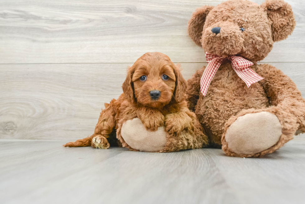 Happy Mini Goldendoodle Baby