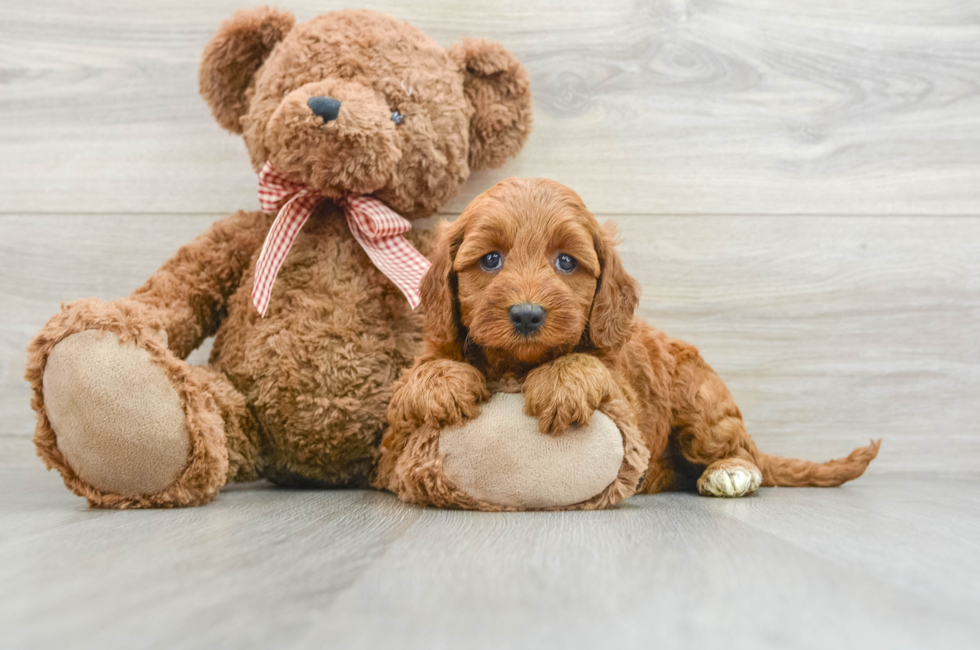 6 week old Mini Goldendoodle Puppy For Sale - Puppy Love PR