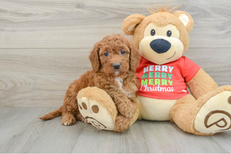 Meet Fiona - our Mini Goldendoodle Puppy Photo 1/3 - Puppy Love PR Friendly Mini Goldendoodle Baby