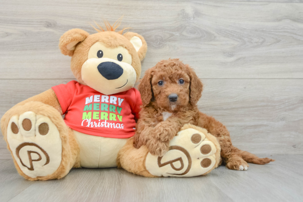 Fluffy Mini Goldendoodle Poodle Mix Pup