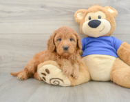 7 week old Mini Goldendoodle Puppy For Sale - Puppy Love PR