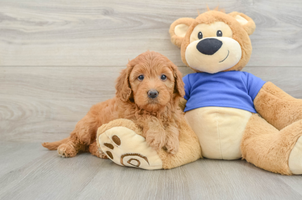 6 week old Mini Goldendoodle Puppy For Sale - Puppy Love PR