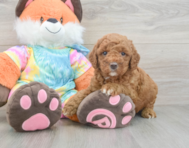 7 week old Mini Goldendoodle Puppy For Sale - Puppy Love PR