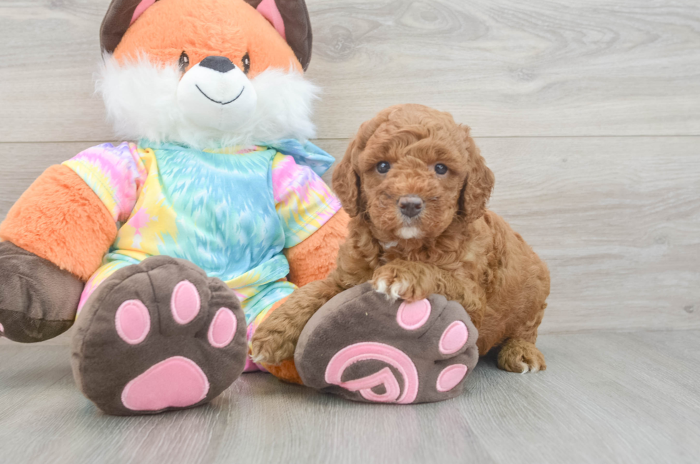 5 week old Mini Goldendoodle Puppy For Sale - Puppy Love PR