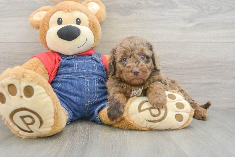 Petite Mini Goldendoodle Poodle Mix Pup