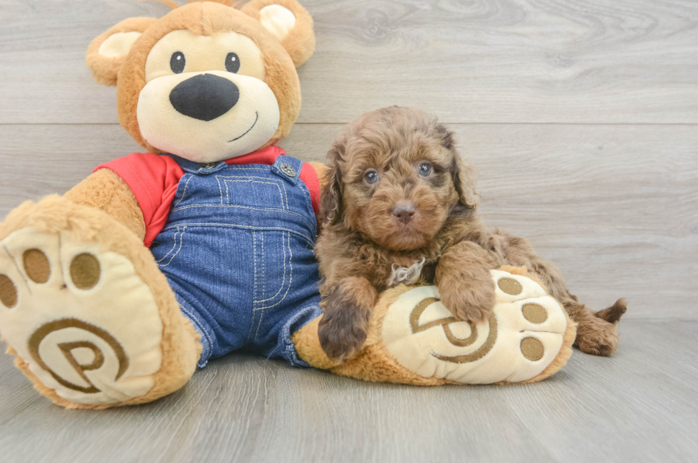 6 week old Mini Goldendoodle Puppy For Sale - Puppy Love PR