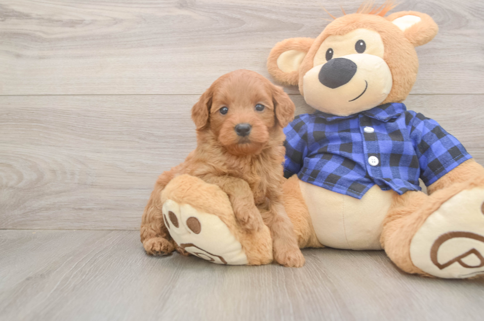 5 week old Mini Goldendoodle Puppy For Sale - Puppy Love PR