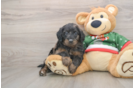 Mini Goldendoodle Puppy for Adoption