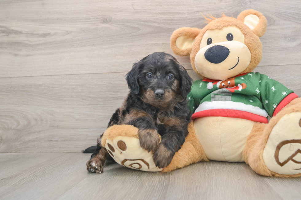 5 week old Mini Goldendoodle Puppy For Sale - Puppy Love PR