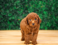 9 week old Mini Goldendoodle Puppy For Sale - Puppy Love PR
