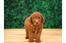 Best Mini Goldendoodle Baby
