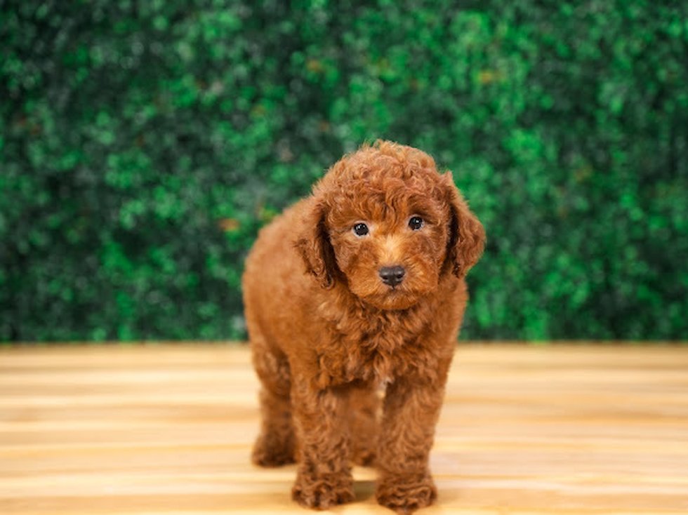 Best Mini Goldendoodle Baby