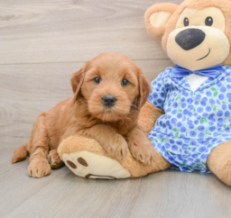 6 week old Mini Goldendoodle Puppy For Sale - Puppy Love PR