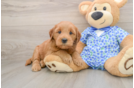 Funny Mini Goldendoodle Poodle Mix Pup