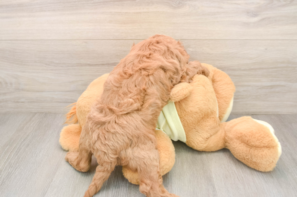 Smart Mini Goldendoodle Poodle Mix Pup