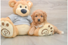 Happy Mini Goldendoodle Baby