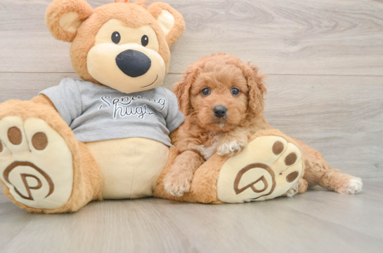 Happy Mini Goldendoodle Baby